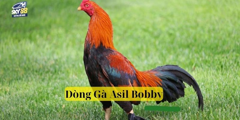 Giới thiệu qua về dòng gà Asil Bobby