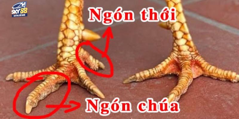 Màu sắc lông đặc trưng