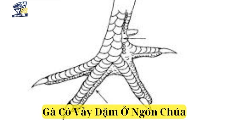 Một số thông tin về gà có vảy dặm ở ngón chúa