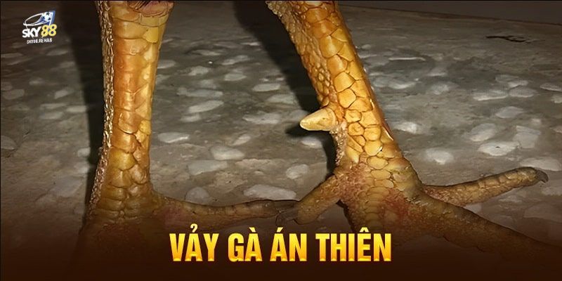 vảy án thiên