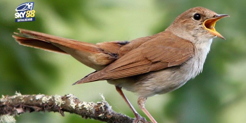 Ý nghĩa của hiện tượng con chim bay vào trong nhà